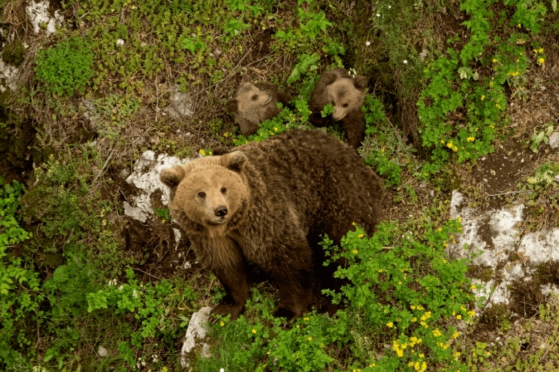 Νέο περιστατικό ζημιών σε μελίσσια από αρκούδα κοντά στην Ελασσόνα