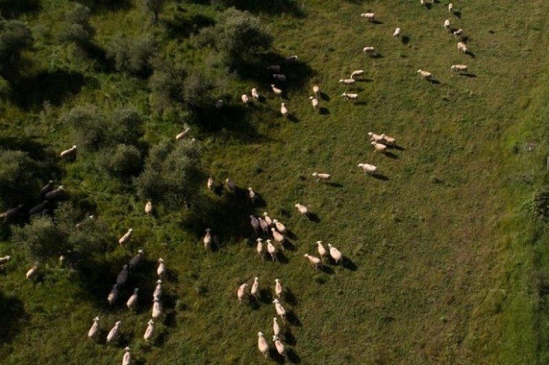 Έκλεψαν ολόκληρο κοπάδι με πρόβατα από το Κιλελέρ