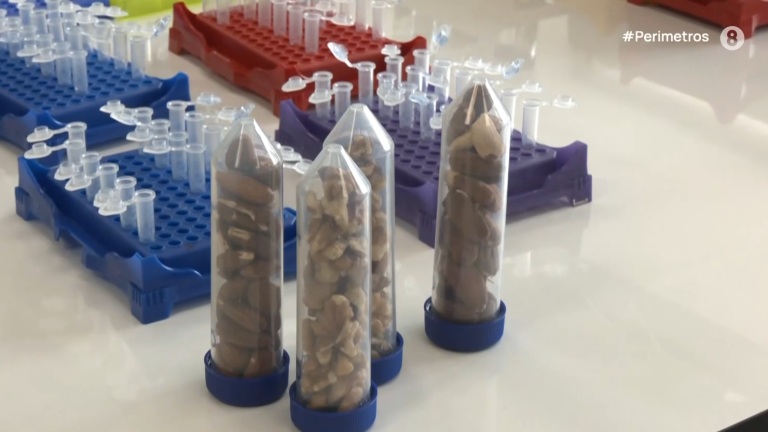 Μια ακόμα έρευνα επιβεβαιώνει τη μεγάλη διατροφική αξία των αμυγδάλων Συκουρίου