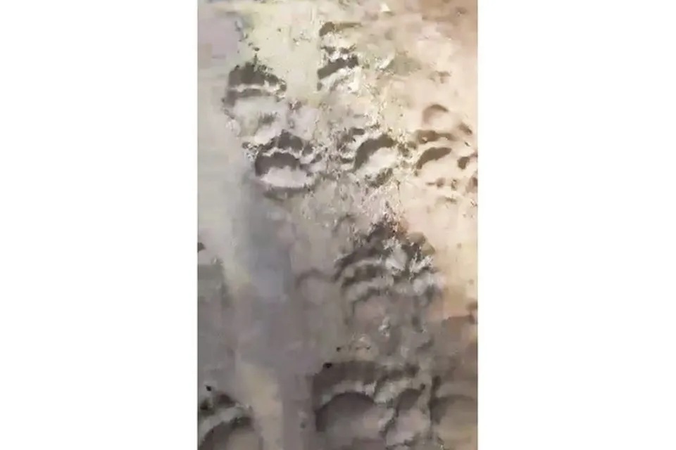 Αρκούδες στον Κίσσαβο;