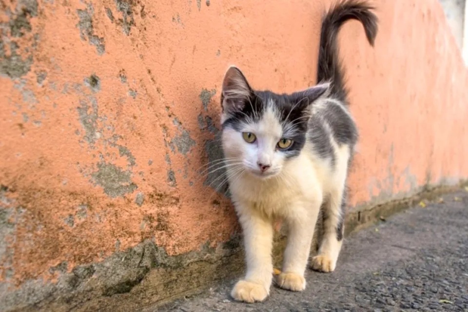 Βελίκα : Κλώτσησε γάτα και συνελήφθη για τη θανάτωσή της