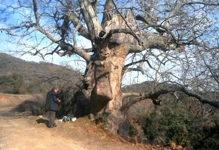 Ως «Διατηρητέο Μνημείο της Φύσης» κηρύχθηκε υπεραιωνόβιος πλάτανος στη Βερδικούσια περίπου 850 ετών