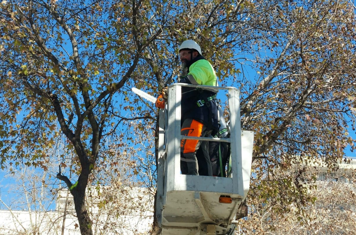 Δήμος Λαρισαίων: Εργασίες κλαδέματος δέντρων την Κυριακή σε 28ης Οκτωβρίου και Παπακυριαζή