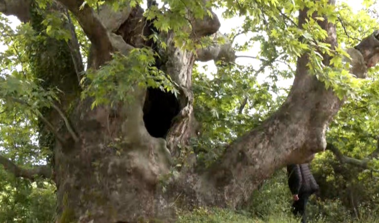 Διατηρητέο μνημείο της φύσης ο υπεραιωνόβιος πλάτανος 850 ετών της Βερδικούσιας